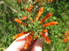 Agonoscelis venosa
