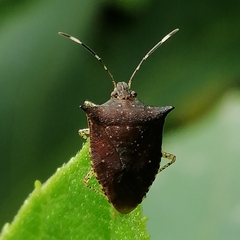 Mitripus acutus
