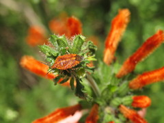 Agonoscelis venosa