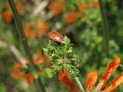 Agonoscelis venosa