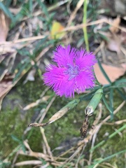 Dianthus palinensis