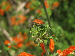 Agonoscelis venosa