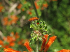 Agonoscelis venosa