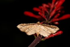 Thyridoidea