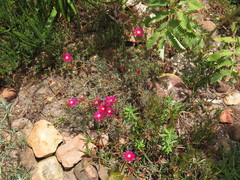 Lampranthus coccineus