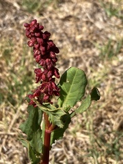 Rumex maricola