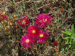 Lampranthus coccineus