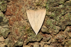 Meganola brunellus