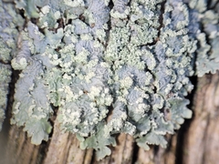 Punctelia perreticulata