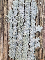 Punctelia perreticulata