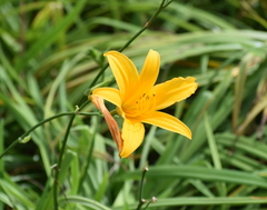 Hemerocallis minor