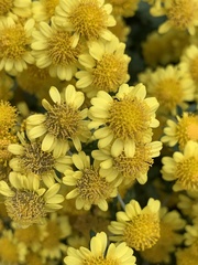 Chrysanthemum arisanense