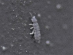 Isotomoidea