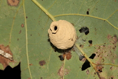 Phimenes flavopictus