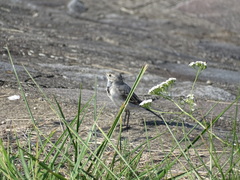 Motacilla alba