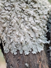 Punctelia perreticulata