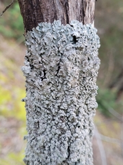 Punctelia perreticulata