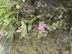 Delosperma sutherlandii