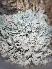 Punctelia perreticulata