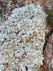 Punctelia perreticulata