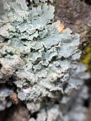 Punctelia perreticulata