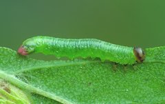 Pristiphora melanocarpa