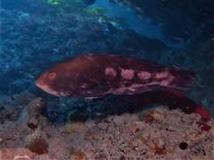 Notolabrus parilus