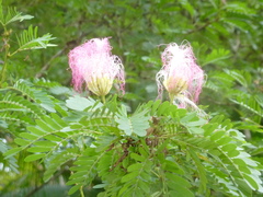 Calliandra riparia
