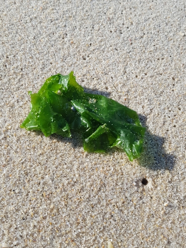 photo of Broadleaf Sea Lettuce (Ulva lactuca)