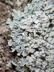 Punctelia perreticulata
