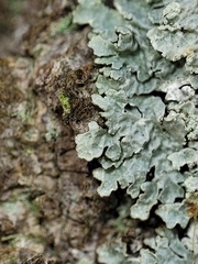Punctelia perreticulata