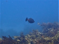 Meuschenia flavolineata