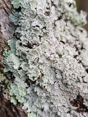 Punctelia perreticulata