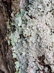 Punctelia perreticulata