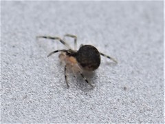 Paidiscura pallens