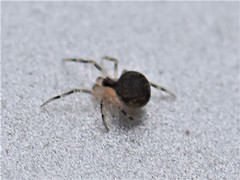 Paidiscura pallens