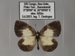 Falcuna margarita