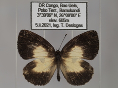 Falcuna margarita