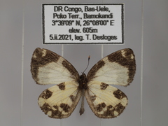 Falcuna margarita