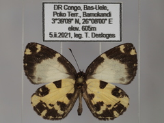 Falcuna margarita