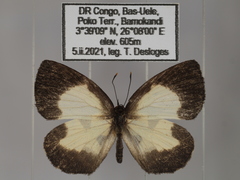 Falcuna margarita