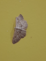 Scopula guancharia