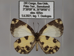 Falcuna margarita
