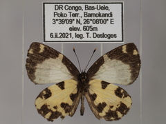 Falcuna margarita