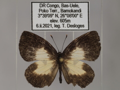 Falcuna margarita