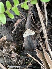 Sinarella nigrisigna