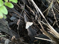 Sinarella nigrisigna