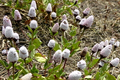 Acmella alba