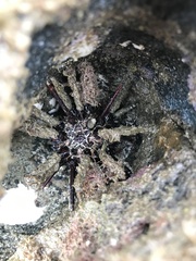 Eucidaris thouarsii