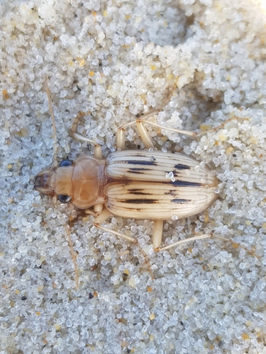 photo of The Beachcomber (Eurynebria complanata)